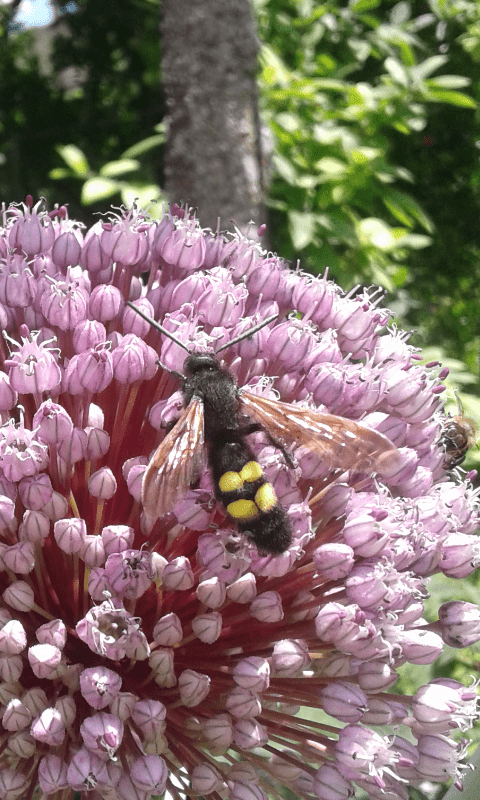 Maschio di Megascolia maculata (Scoliidae) ?  S